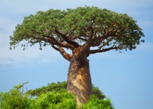 Why the baobab is so important to Africa