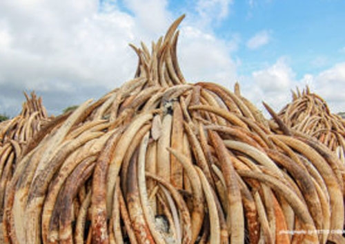 UK aid to crack down on illegal wildlife trade