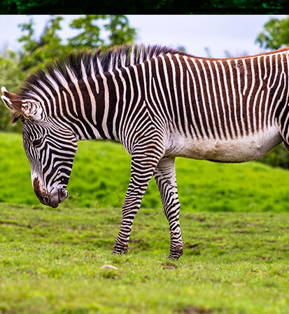 The Grevy's Zebra Safari