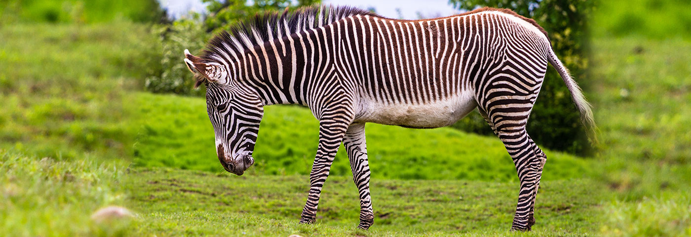 The Grevy's Zebra Safari