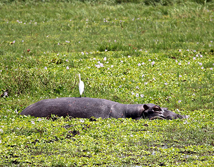 Akagera National Park