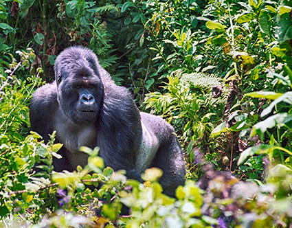 Biwindi National Forest