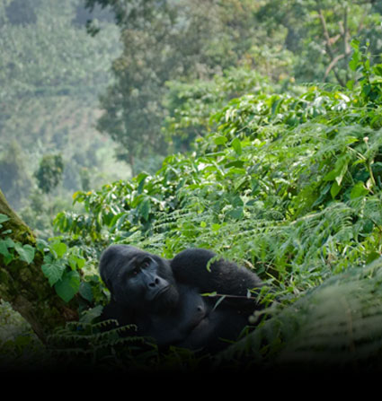 Chimpanzee Trekking