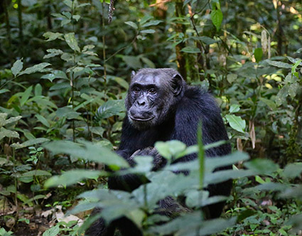 Gombe Stream National Park