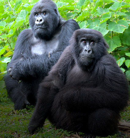 Primate & Gorilla Trekking