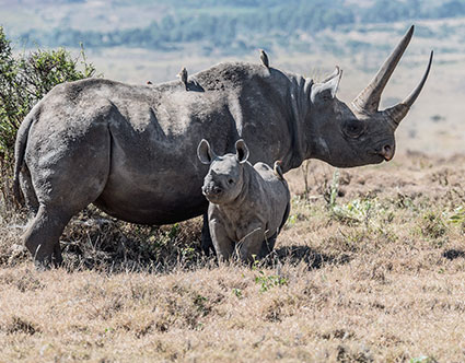 Laikipia