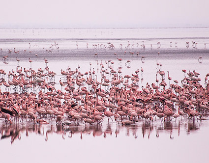 Lake Manyara