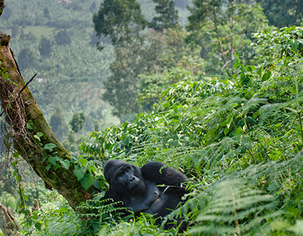 Mahale Mountains National Park