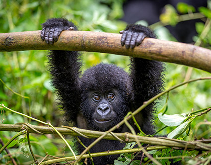 Mgahinga Gorilla National Park