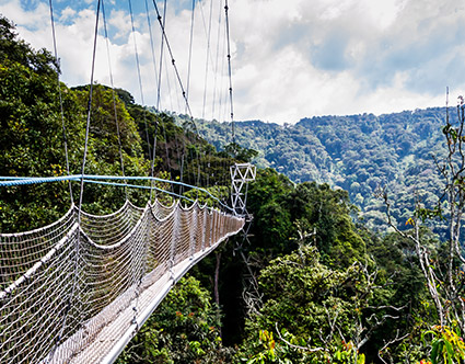 Nyungwe National Park