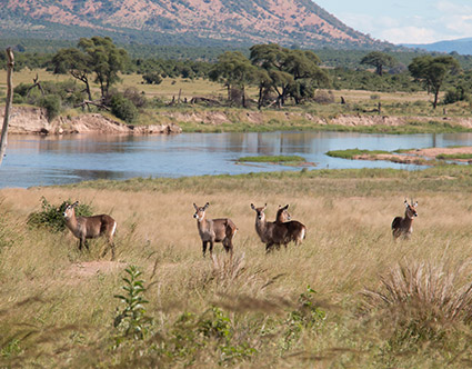 Ruaha National Park