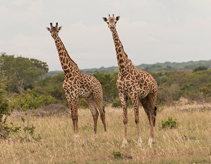 Saadani National Park