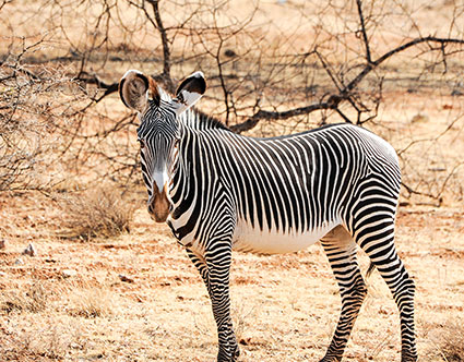 Samburu