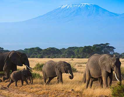 Amboseli National Park