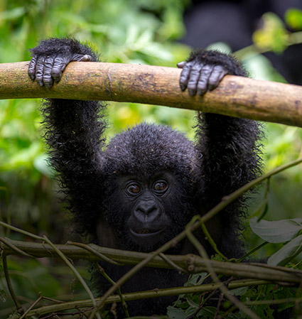 Chimpanzee and Gorilla Trekking