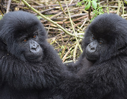 Queen Elizabeth National Park