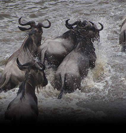 Wildebeest Migration